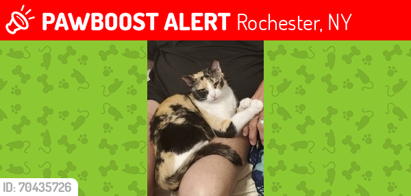 Lost Female Cat last seen Brunswick St and Park Ave, Rochester, NY 14607