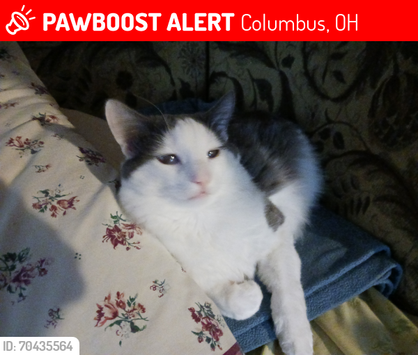 Lost Male Cat last seen Norton Rd & Sullivant Ave, Columbus, OH 43228