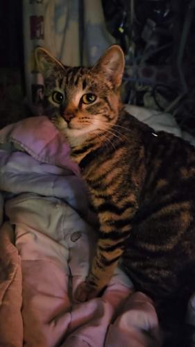 Lost Male Cat last seen Antelope, Eagle Point, OR 97524