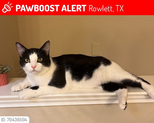 Lost Male Cat last seen Rowlett Preserve, Rowlett, TX 75089