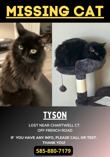 Lost Male Cat last seen french road and edgewood drive, Brighton, NY 14618