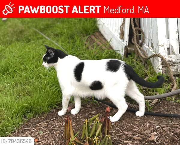 Lost Male Cat last seen Woburn st. Wyman St. W Dover St. High St., Medford, MA 02155