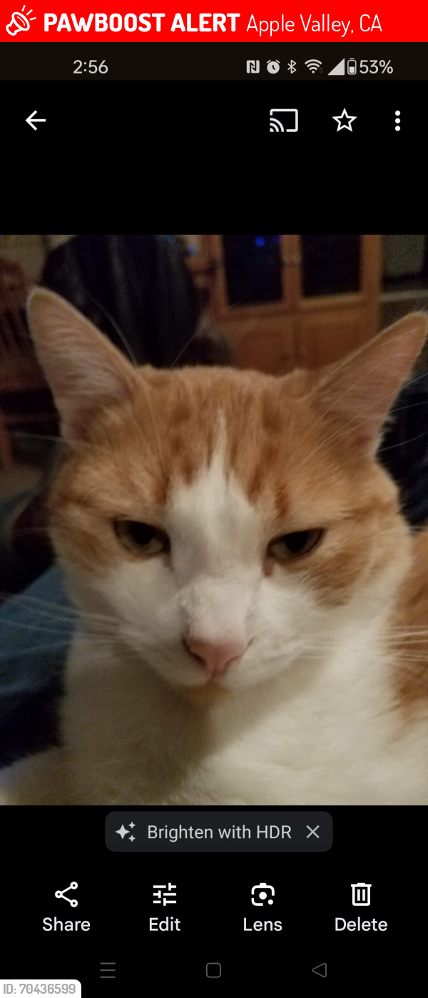 Lost Male Cat last seen Rock springs road and juniper st, Apple Valley, CA 92308