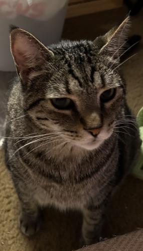 Lost Male Cat last seen Lake in the Pines apmts, Fayetteville, NC 28311