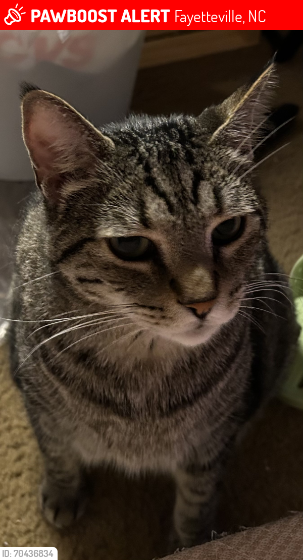 Lost Male Cat last seen Lake in the Pines apmts, Fayetteville, NC 28311