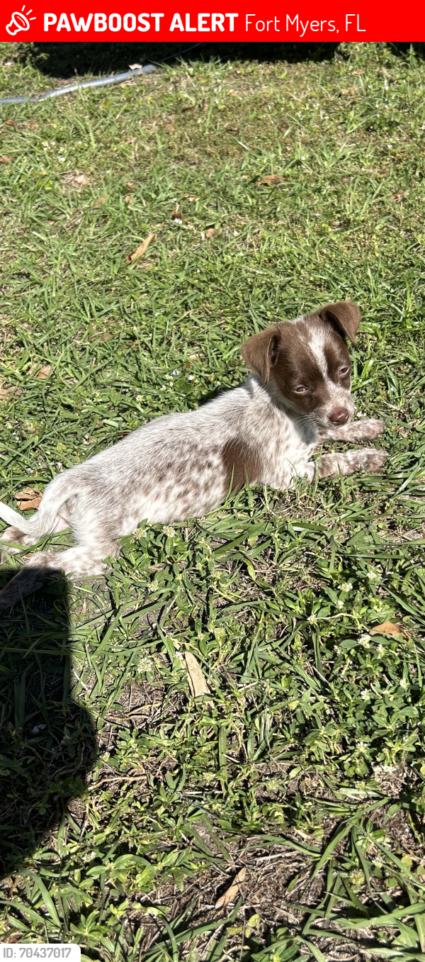 Lost Female Dog last seen Palm Beach Blvd. and Marsh Ave., Fort Myers, FL 33916