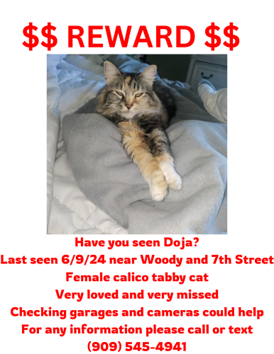 Lost Female Cat last seen 7th Street, yucaipa , Yucaipa, CA 92399