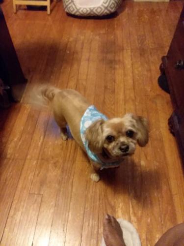 Lost Female Dog last seen East 200th Street, Cleveland, OH 44119