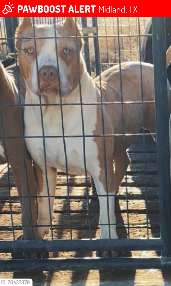 Midland, TX Lost Male Dog, Nipsey Is Missing PawBoost