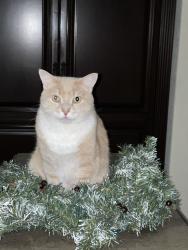 Reunited Male Cat last seen Village Blvd, West Palm Beach, FL 33409
