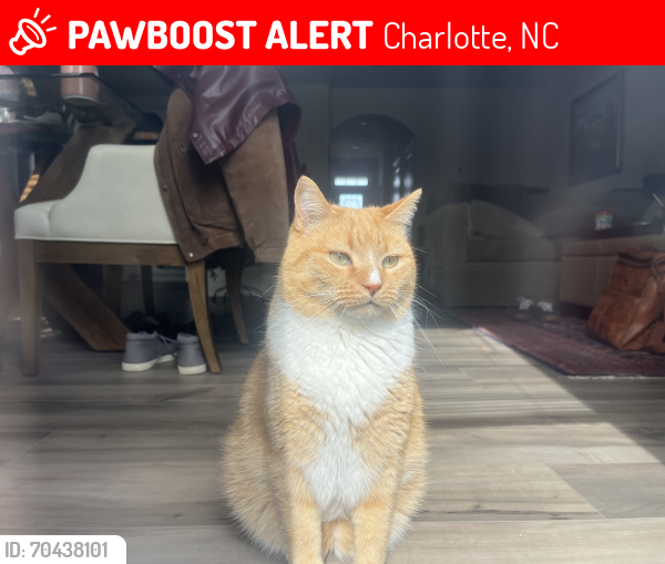 Lost Male Cat last seen Castle Nook Dr, Charlotte, NC 28273