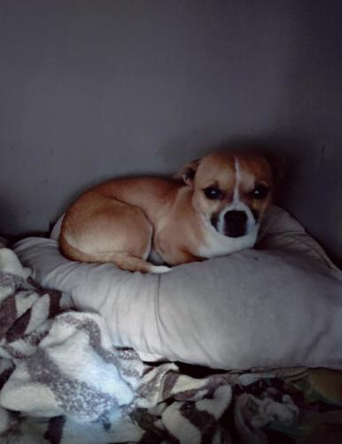 Lost Male Dog last seen By county line road , Calimesa, CA 92320