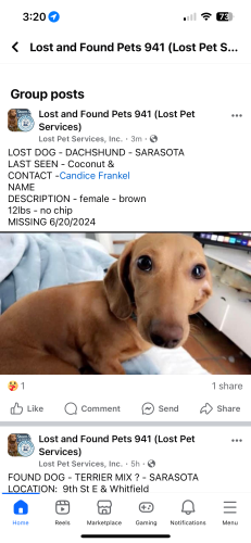 Lost Female Dog last seen Near 15th street sarasota fl 34236, Sarasota, FL 34236