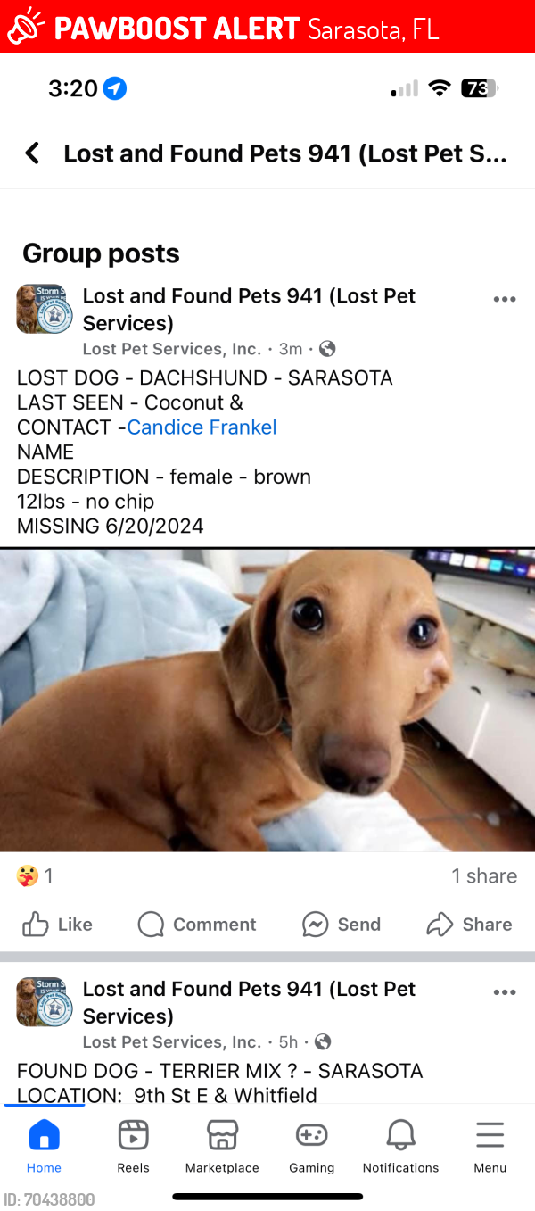 Lost Female Dog last seen Near 15th street sarasota fl 34236, Sarasota, FL 34236