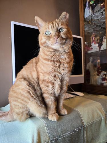 Lost Male Cat last seen Massey Street and Strachan Ave, Toronto, ON 