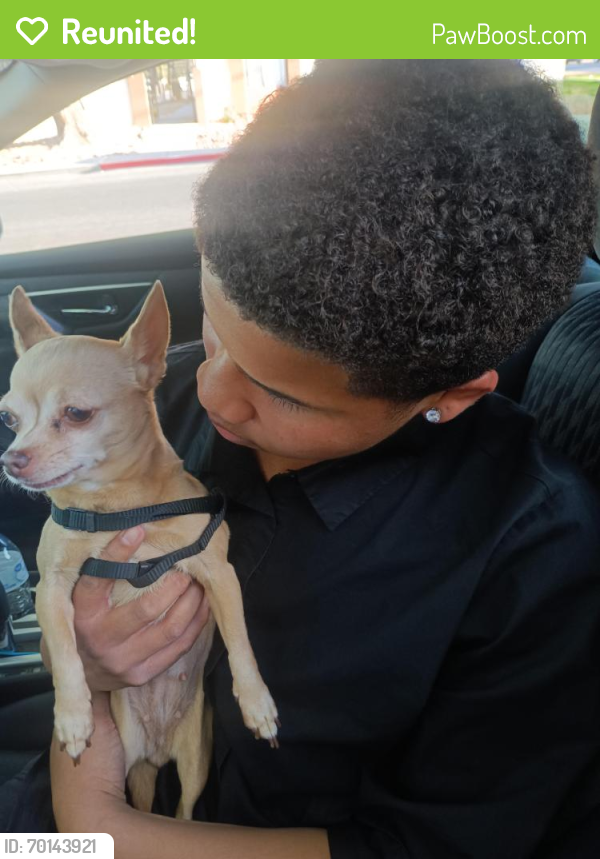 Reunited Female Dog in Las Vegas, NV 89102 (ID: 70143921) | PawBoost