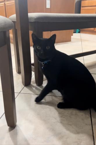 Lost Male Cat last seen Palmer and demaret , Beaumont, CA 92223