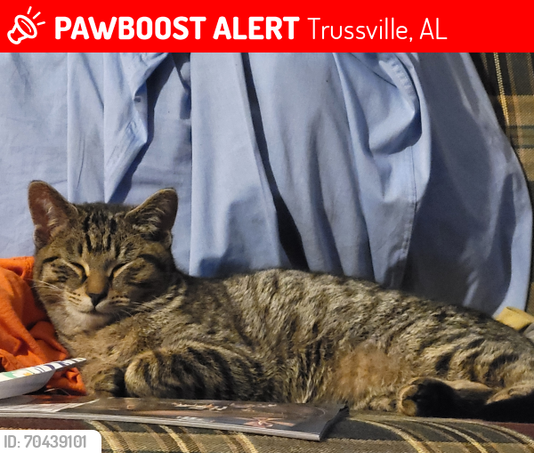 Lost Male Cat last seen Publix deerfoot parkway route 11, Trussville, AL 35173