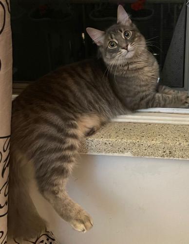 Lost Male Cat last seen Sloan avenue, Janet boulevard, Victoria Park and Lawrence avenue east intersection surroundings , Toronto, ON M1R 1S3
