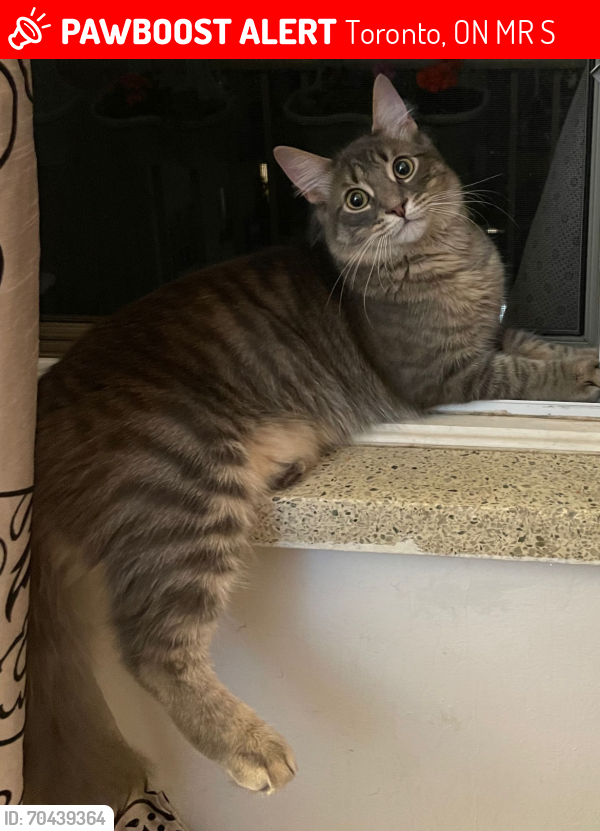 Lost Male Cat last seen Sloan avenue, Janet boulevard, Victoria Park and Lawrence avenue east intersection surroundings , Toronto, ON M1R 1S3