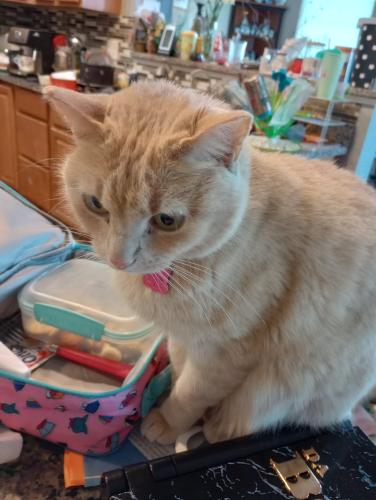 Lost Female Cat last seen Millford Xing not far from Finch Wood Lane in Penfield, Penfield, NY 14526