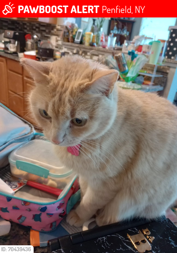 Lost Female Cat last seen Millford Xing not far from Finch Wood Lane in Penfield, Penfield, NY 14526