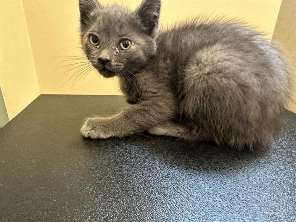 Shelter Stray Male Cat last seen PALM TERRACE AND RIO GRANDE, Pasadena, CA 91105