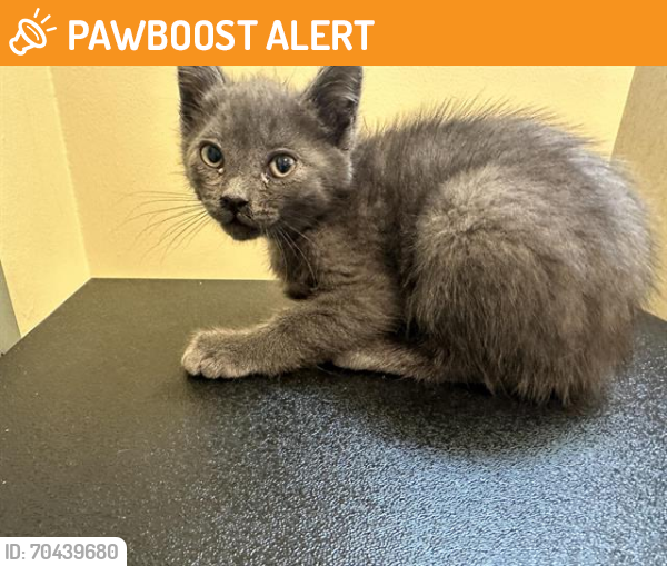 Shelter Stray Male Cat last seen PALM TERRACE AND RIO GRANDE, Pasadena, CA 91105