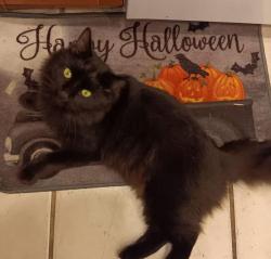 Lost Male Cat last seen Ridge Rd and Little Rd in Port Richey, FL, Port Richey, FL 34668