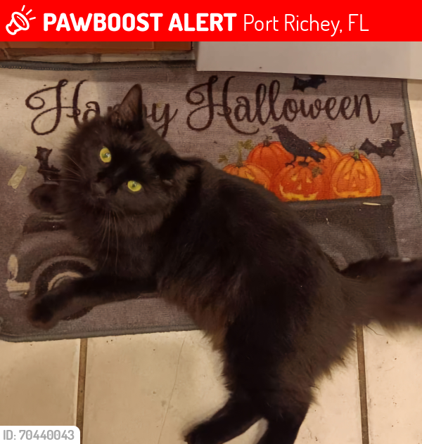 Lost Male Cat last seen Ridge Rd and Little Rd in Port Richey, FL, Port Richey, FL 34668