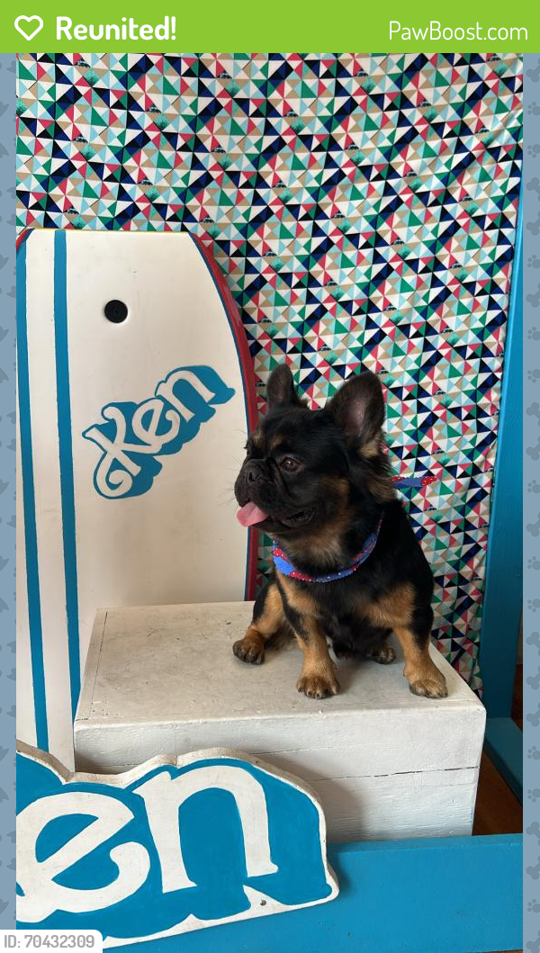 Reunited Male Dog in San Jose, CA 95110 (ID 70432309) PawBoost