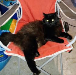 Lost Male Cat last seen Ridge Rd and Little Rd in Port Richey, FL, Jasmine Estates, FL 34668