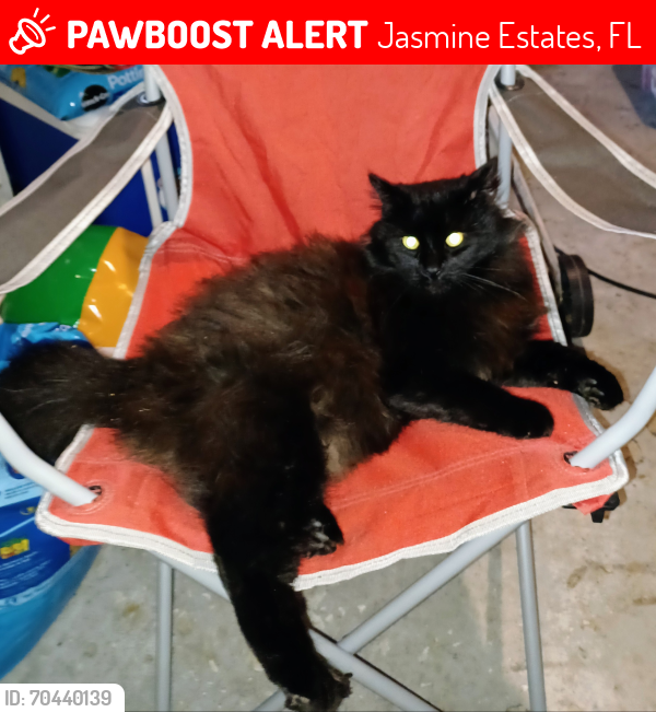 Lost Male Cat last seen Ridge Rd and Little Rd in Port Richey, FL, Jasmine Estates, FL 34668