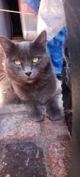 Reunited Male Cat last seen San Rufo drive, Buena Park, CA 90620