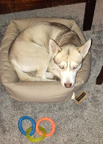 Lost Female Dog last seen Brookville Rd and Sherman dr , Indianapolis, IN 46201