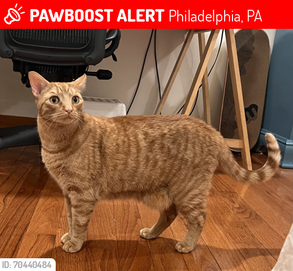 Lost Male Cat last seen Reed and S Carlisle , Philadelphia, PA 19146