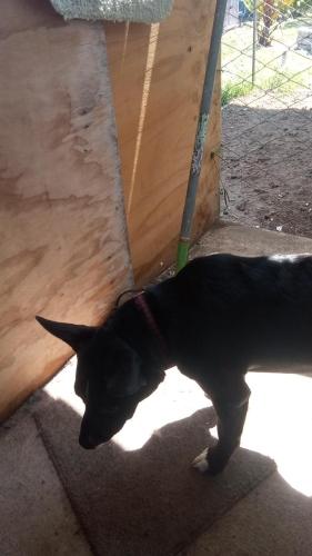Lost Male Dog last seen Old Dixie hwy, Vero Beach, FL 32962
