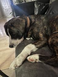 Reunited Male Dog last seen sundersville rd, Nashville, TN 37138