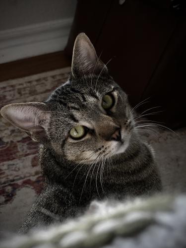 Lost Male Cat last seen East of I35 by exit 227, Austin, TX 78744