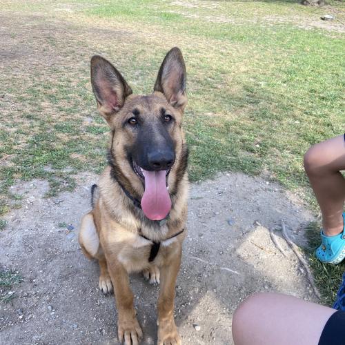 Lost Male Dog last seen by the road, Redlands, CA 92374