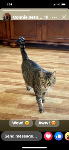 Lost Female Cat last seen Primrose and waldron, Greensboro, NC 27455