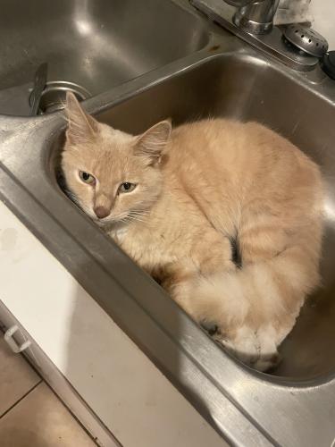 Lost Male Cat last seen Emerson dr and Forest St, Palm Bay, FL 32905