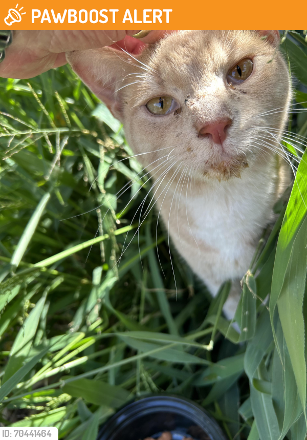 Lake Worth Beach, FL Stray Male Cat Found Near 12th Ave S and Dixie hwy ...