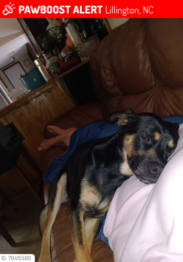 Lost Male Dog last seen Sommers drive, hope mills, NC , Hope Mills, NC 28348