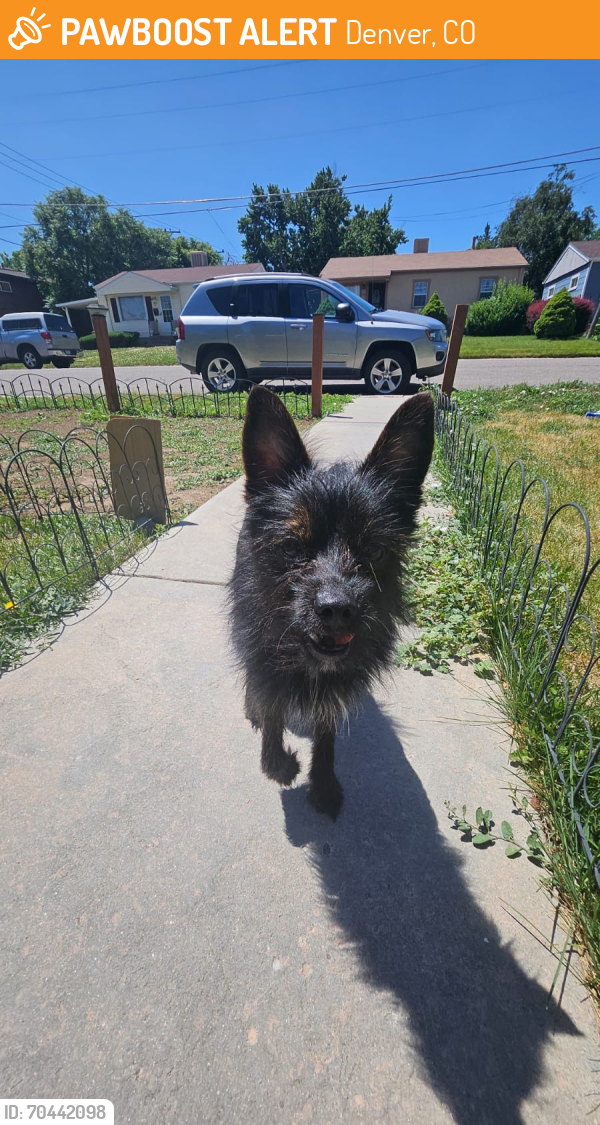 Denver, CO Stray Male Dog Found Near Federal | PawBoost