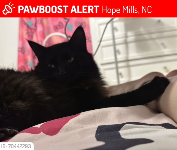 Lost Male Cat last seen Fairway forest , Hope Mills, NC 28348