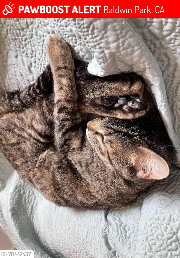 Baldwin Park, CA Lost Female Cat, Tiger Lily Is Missing | PawBoost