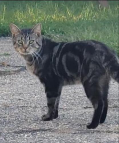 Lost Male Cat last seen From Pine Street, Center Street and Elm Street Lakehurst NJ , Lakehurst, NJ 08733