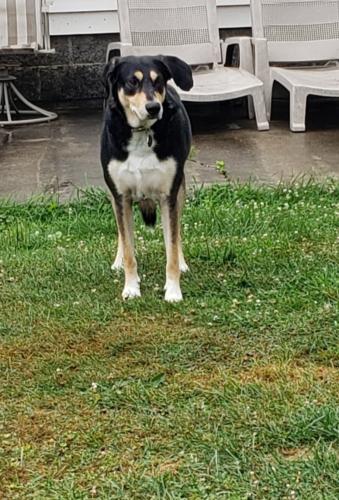 Lost Female Dog last seen Near Jordan hill road and County Route 40, Bolivar, NY 14715