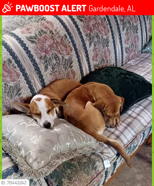 Lost Male Dog last seen Sardis Road and Shairt Dairy Road, Gardendale, AL 35071